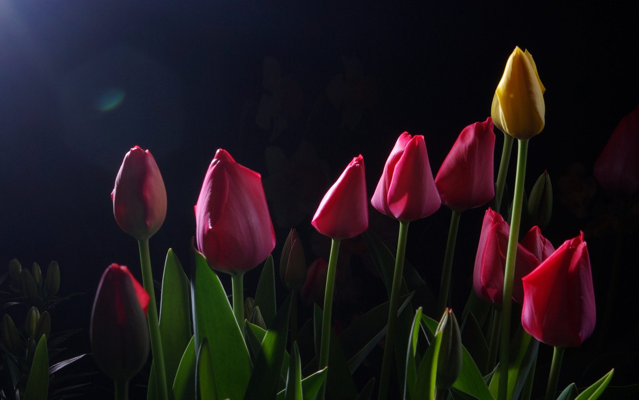 Pentax K10D sample photo. Tulips photography