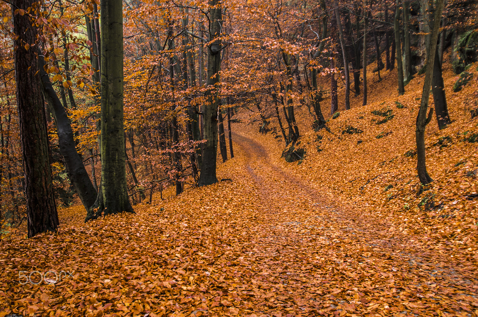 Pentax K-30 sample photo. Golden fall photography