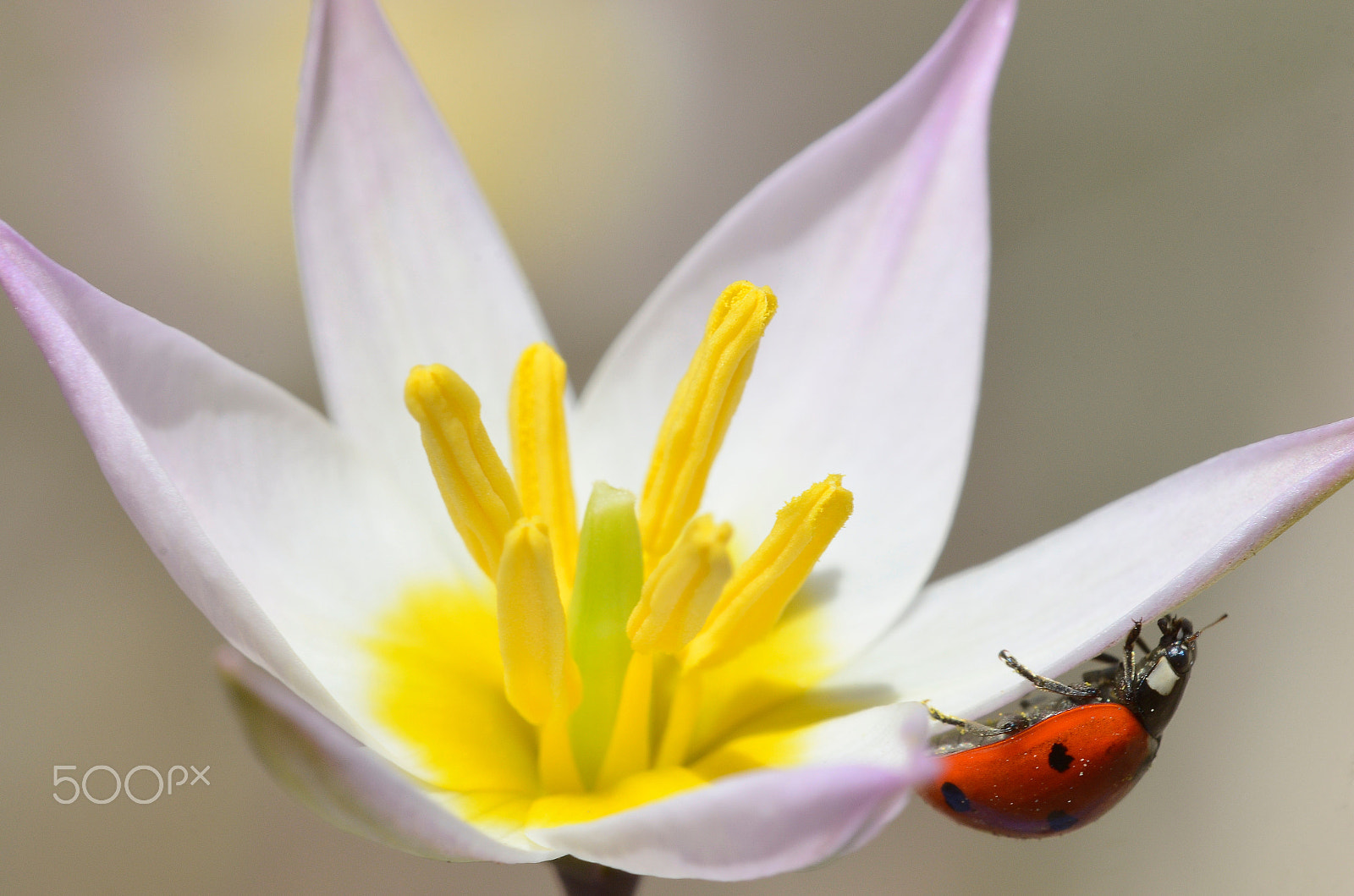 Sigma 150mm F2.8 EX DG OS Macro HSM sample photo. Life. photography