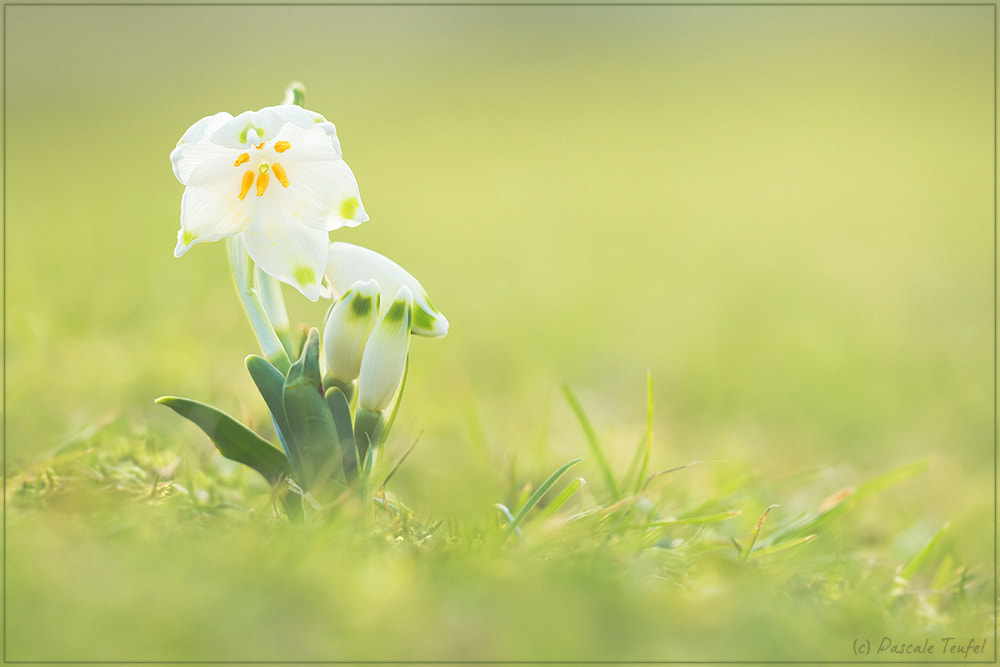 Sigma 150mm F2.8 EX DG Macro HSM sample photo. Spring messenger photography