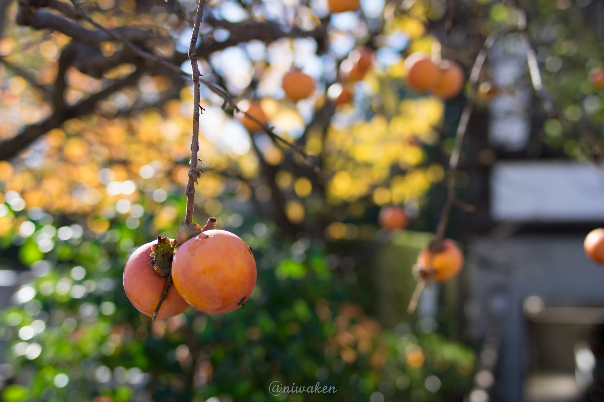 Pentax smc FA 31mm F1.8 AL Limited sample photo. Persimmon photography
