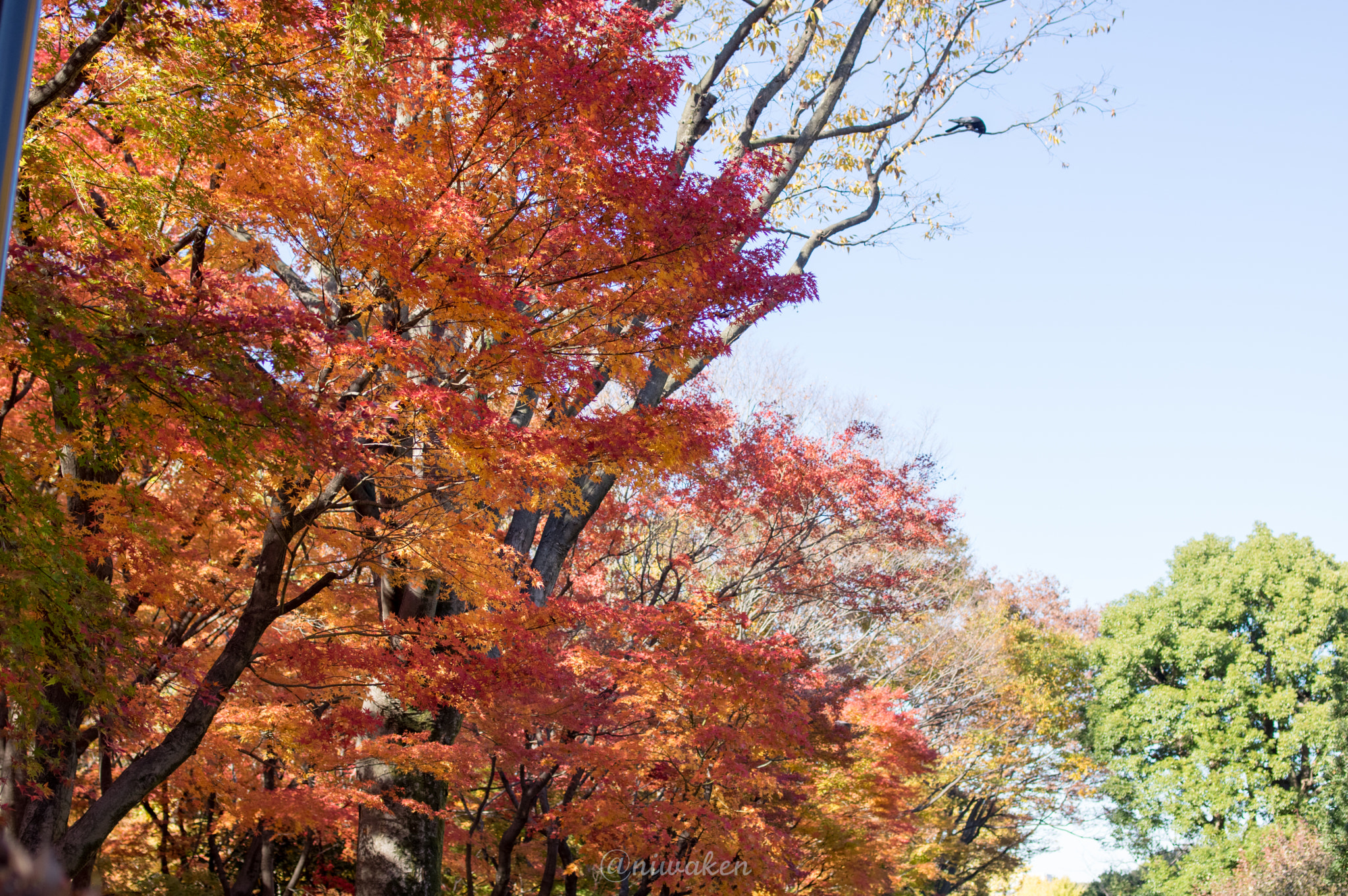 Pentax smc FA 31mm F1.8 AL Limited sample photo. Autumn colors photography