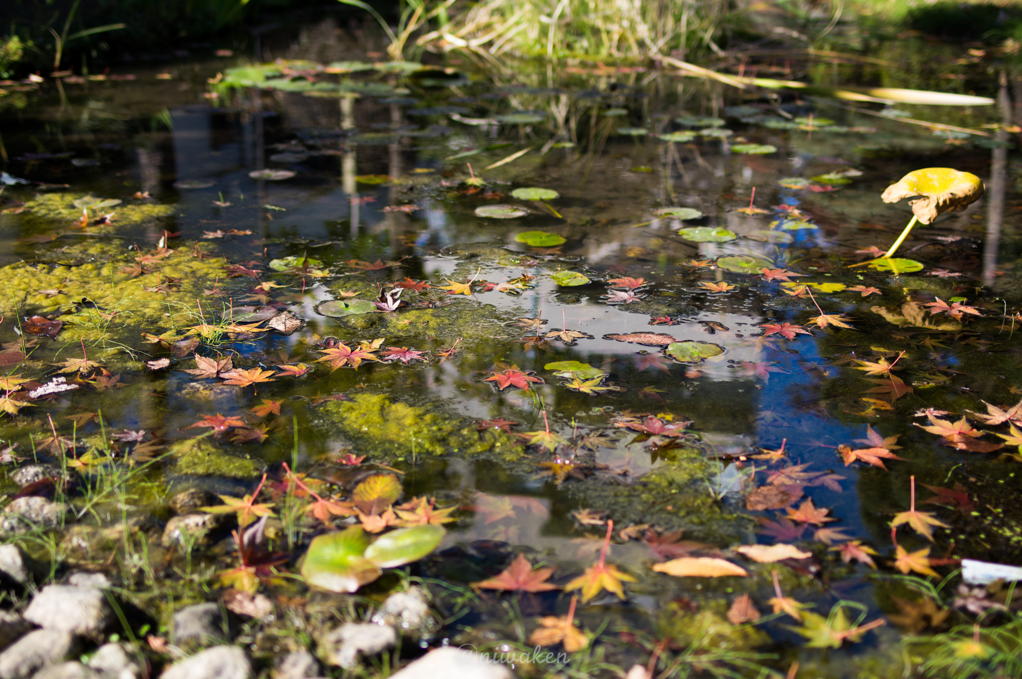 Pentax K-3 II + Pentax smc FA 31mm F1.8 AL Limited sample photo. Leaves in pond photography