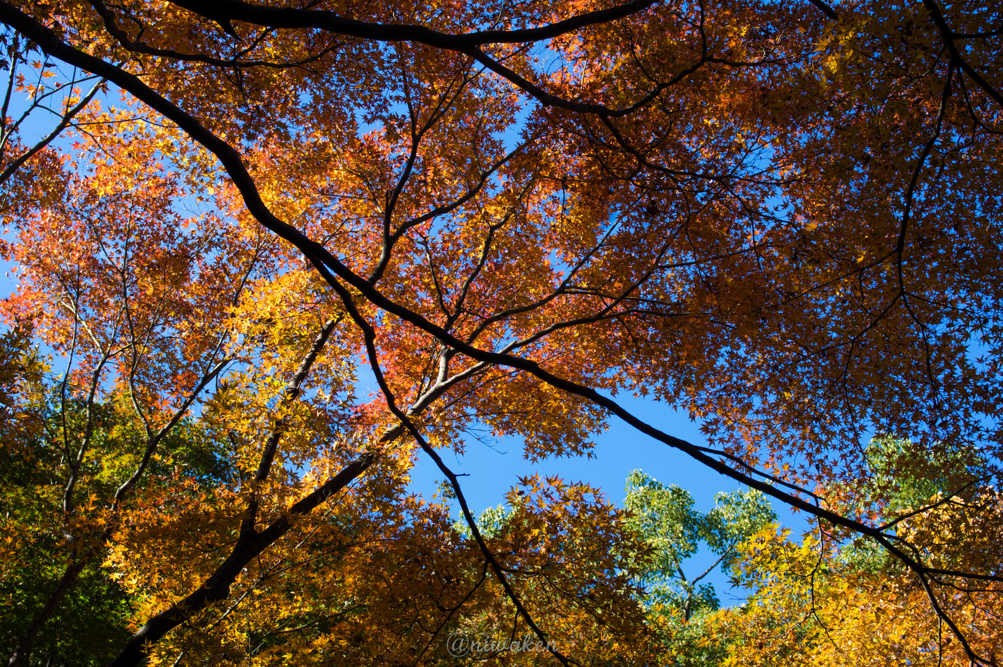 Pentax smc FA 31mm F1.8 AL Limited sample photo. Autumn colors photography