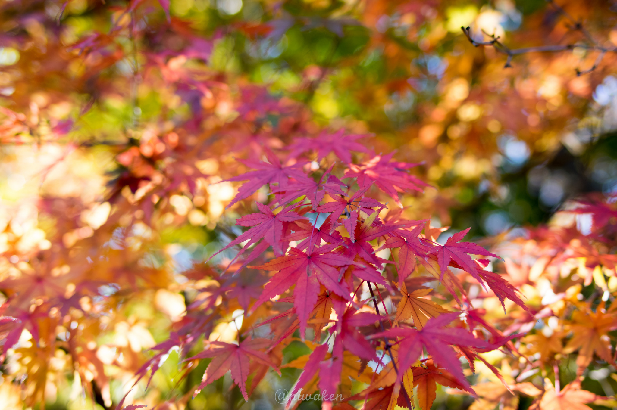 Pentax smc FA 31mm F1.8 AL Limited sample photo. Autumn colors photography