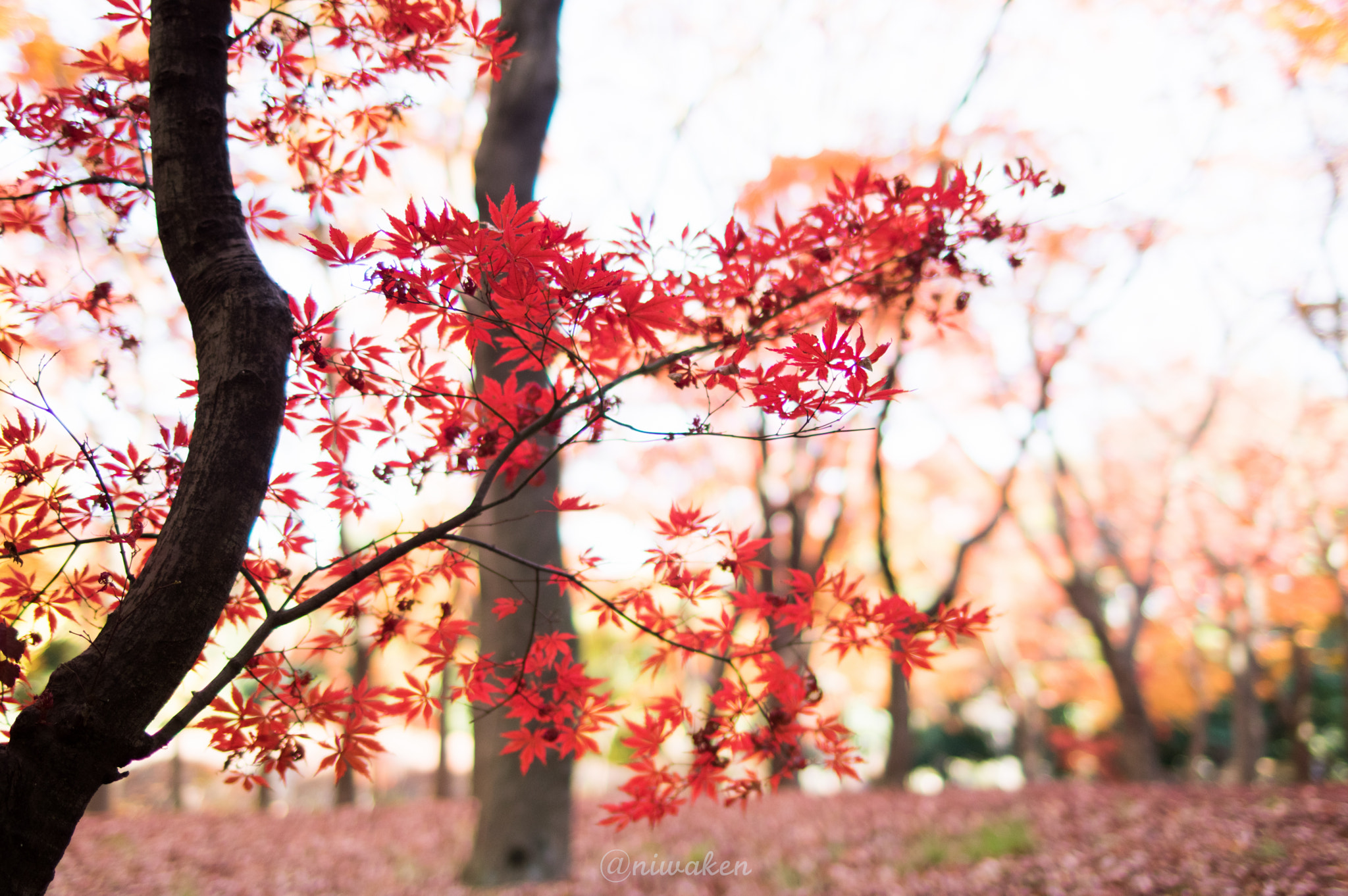 Pentax smc FA 31mm F1.8 AL Limited sample photo. Autumn colors photography