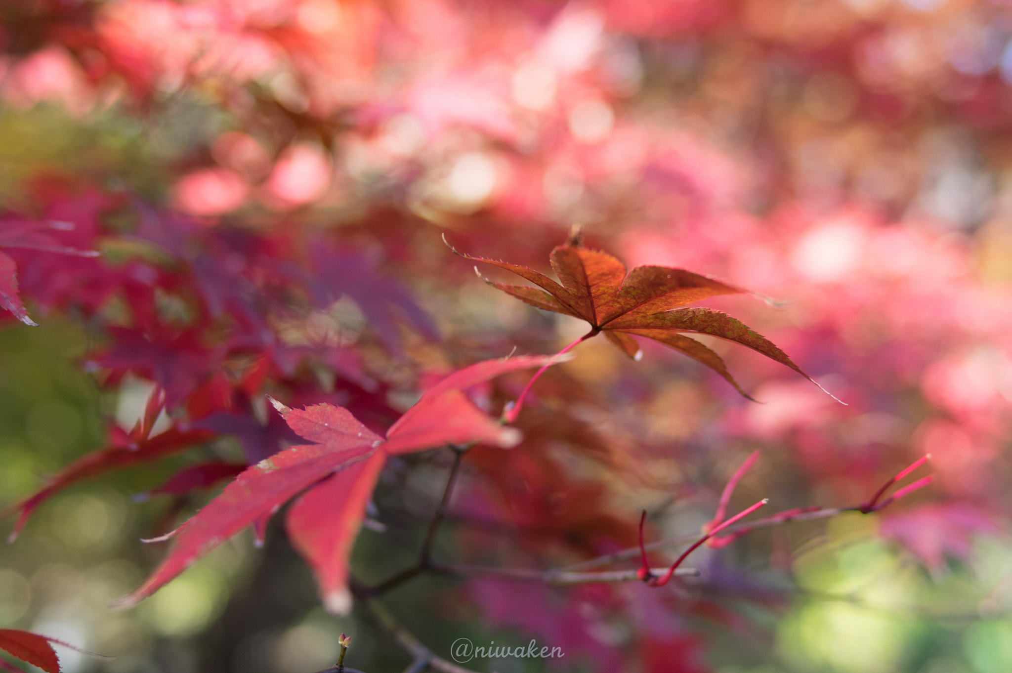 Pentax smc FA 31mm F1.8 AL Limited sample photo. Autumn colors photography