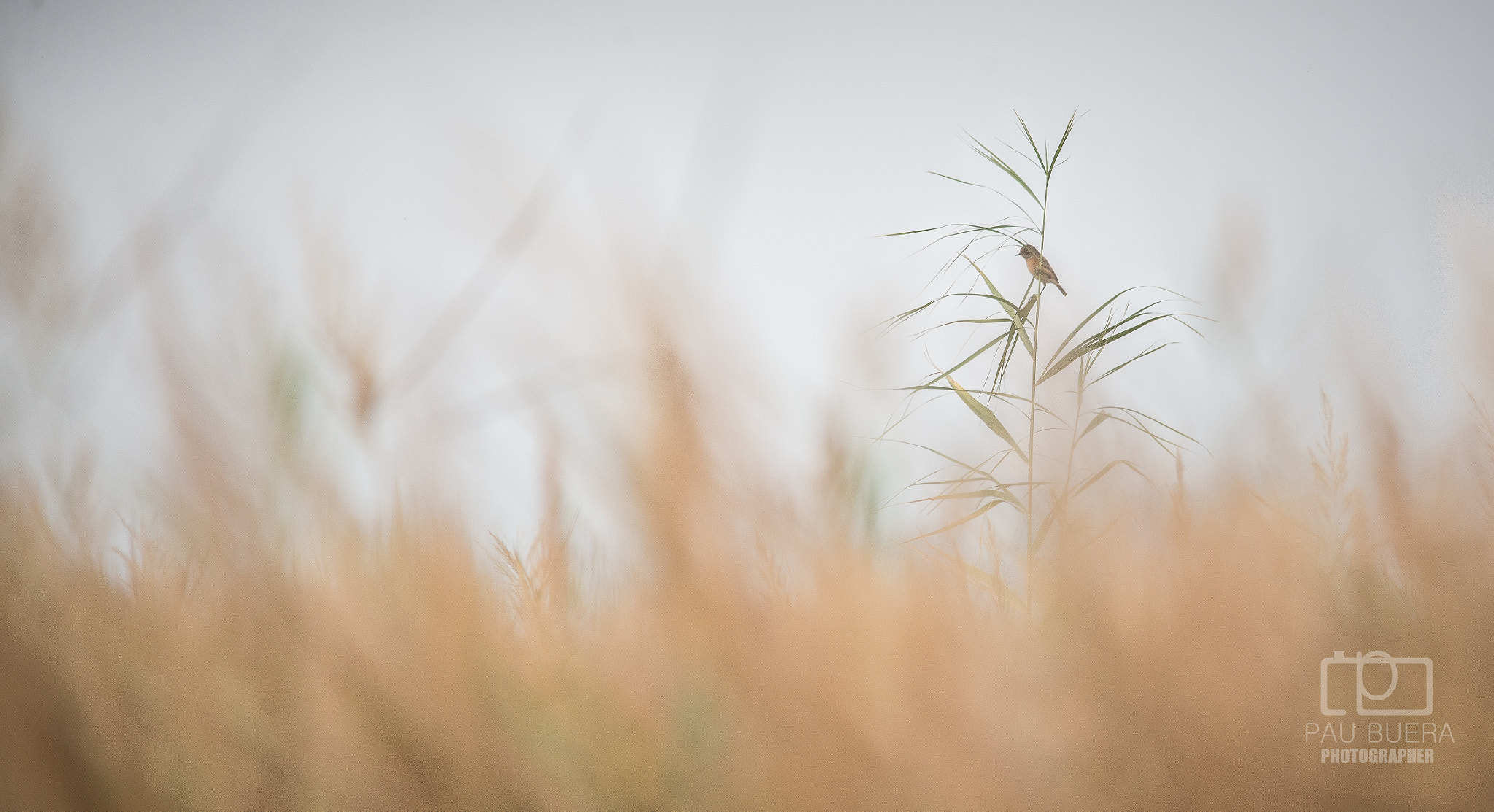 Sigma 150-500mm F5-6.3 DG OS HSM sample photo. Solitud al delta photography