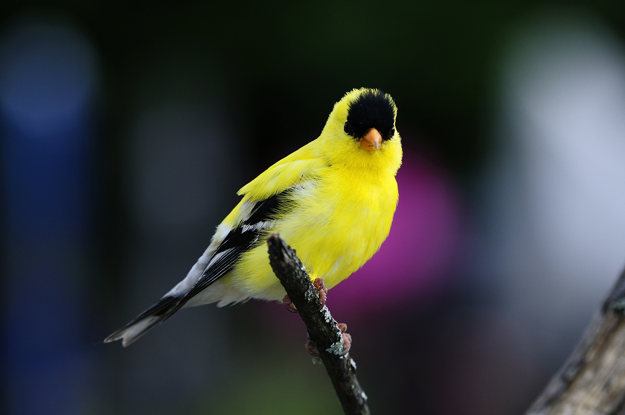 Nikon D300S + Nikon AF Micro-Nikkor 200mm F4D ED-IF sample photo. Chardonneret jaune, american goldfinch photography