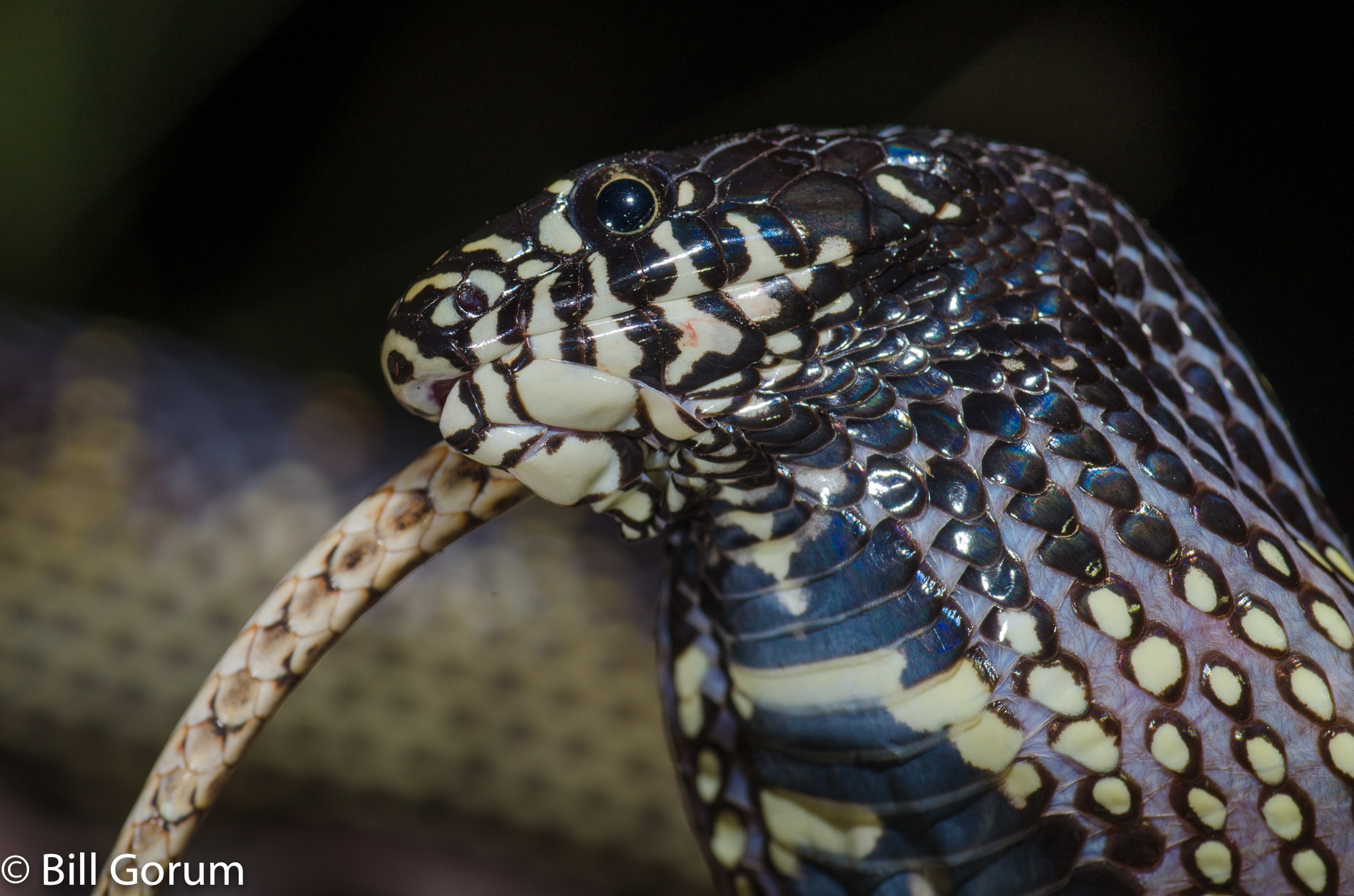 Nikon D7000 + AF Zoom-Micro Nikkor 70-180mm f/4.5-5.6D ED sample photo. Desert kingsnake feeding on a road killed snake. photography