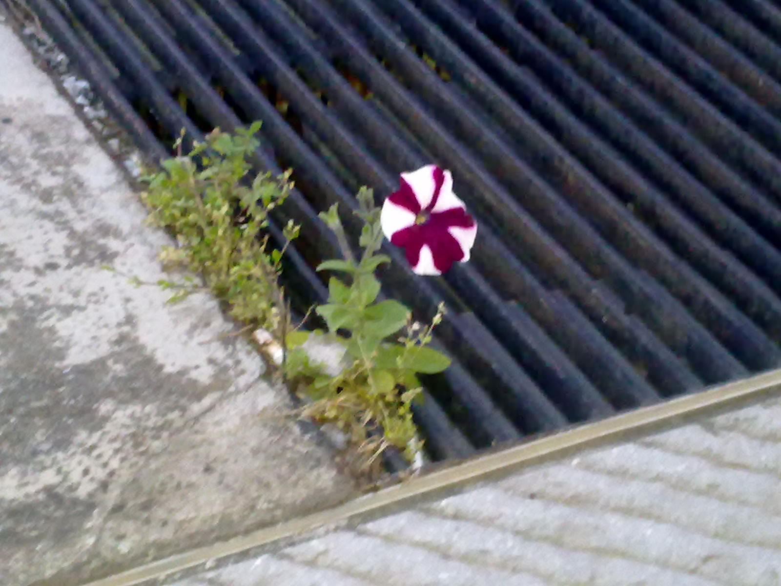 Nokia C6-00 sample photo. Unexpected flower photography