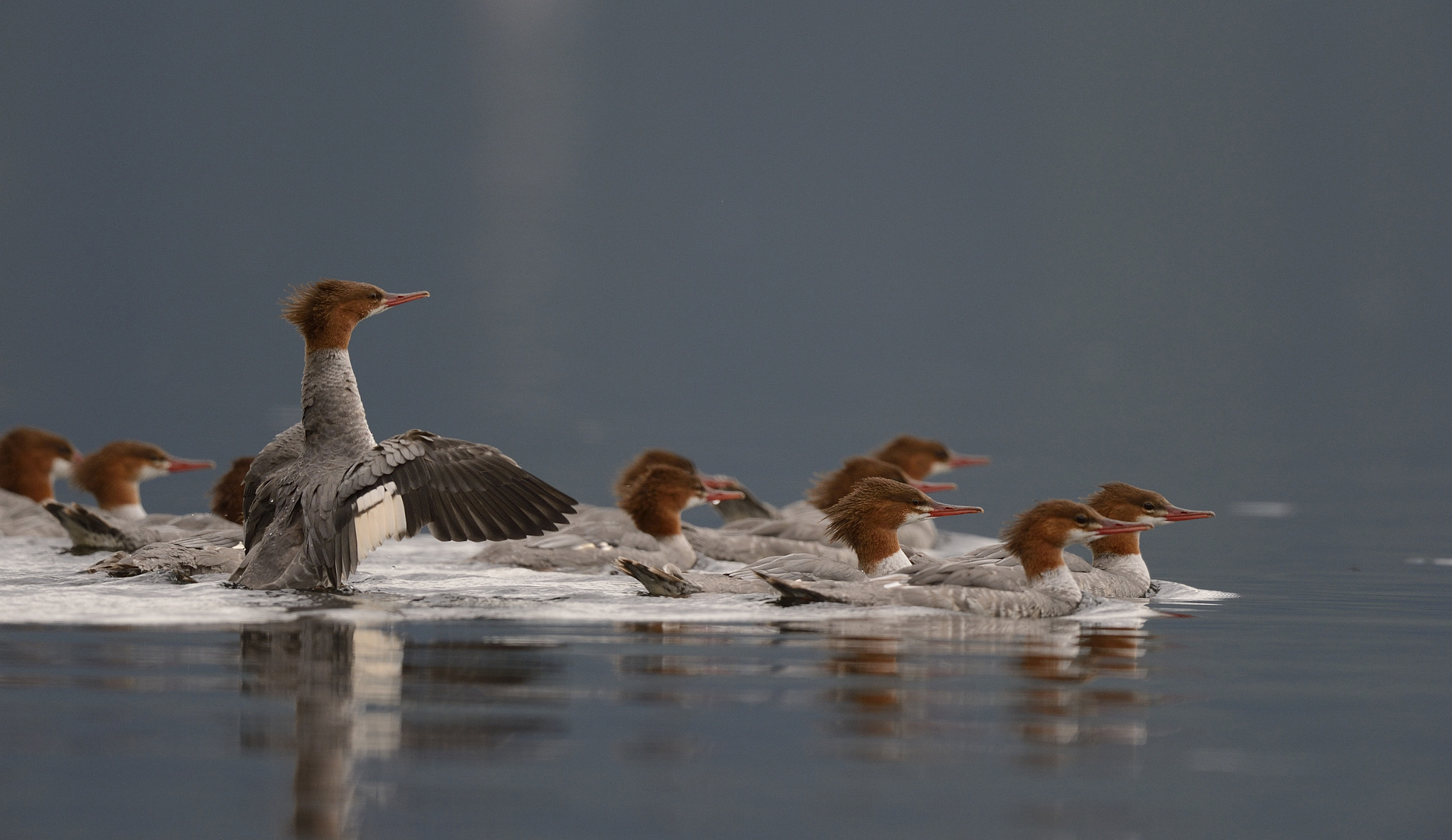 Nikon D4 + Sigma 24-60mm F2.8 EX DG sample photo. Grand harle, common merganser photography