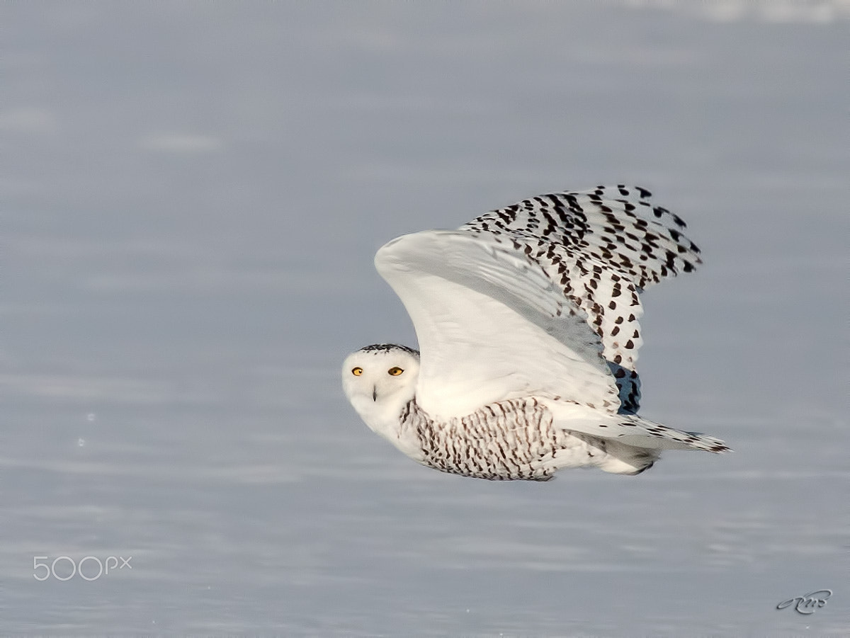 Canon EOS 40D + Canon EF 400mm F5.6L USM sample photo. Snowy owl photography