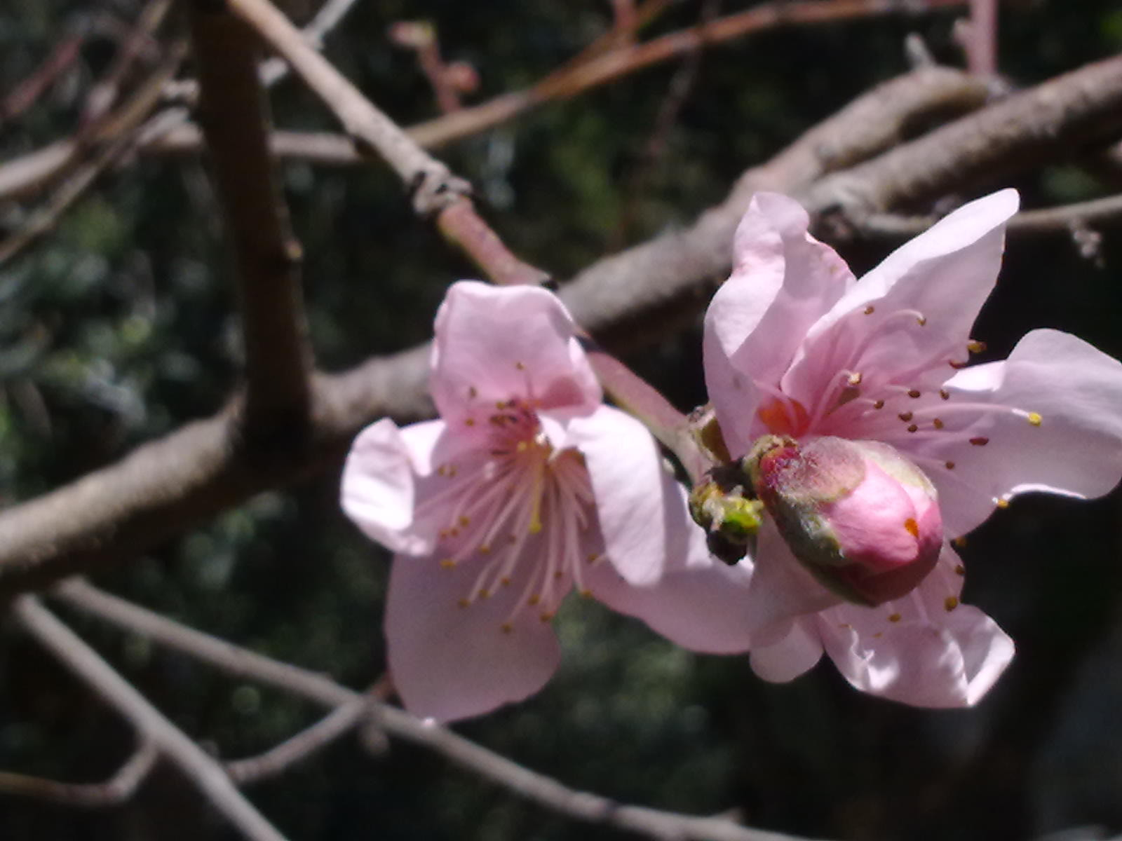 Nokia C6-00 sample photo. Peach flower photography