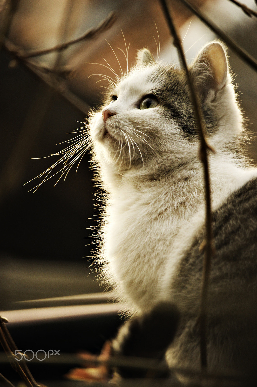 Canon EF-S 55-250mm F4-5.6 IS STM sample photo. Aura photography