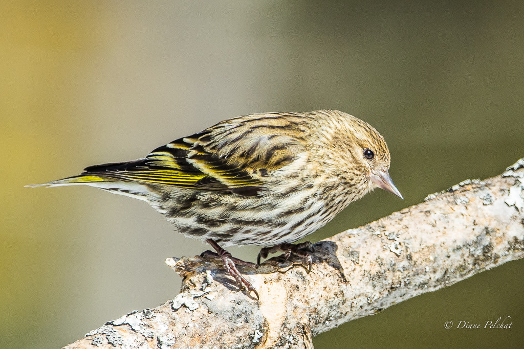 Canon EF 300mm F2.8L IS II USM sample photo. Pine siskin photography