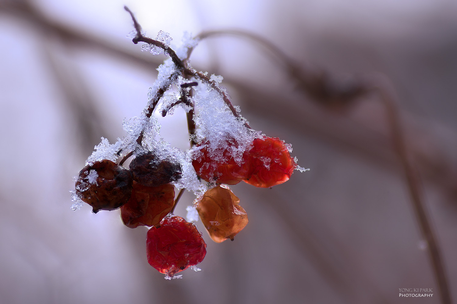 Pentax smc D-FA 100mm F2.8 macro sample photo. Nature made photography