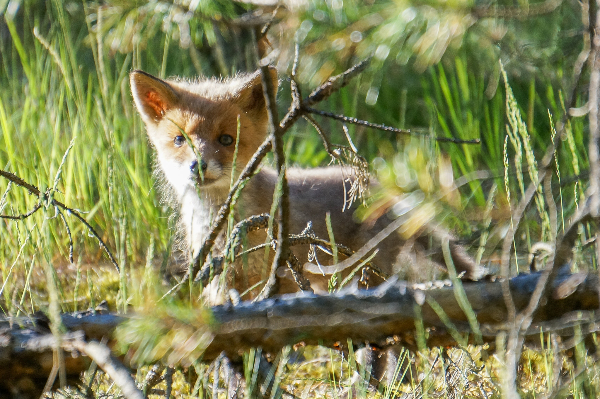 Sony Alpha NEX-5T + Sony E 55-210mm F4.5-6.3 OSS sample photo. Fox cub photography