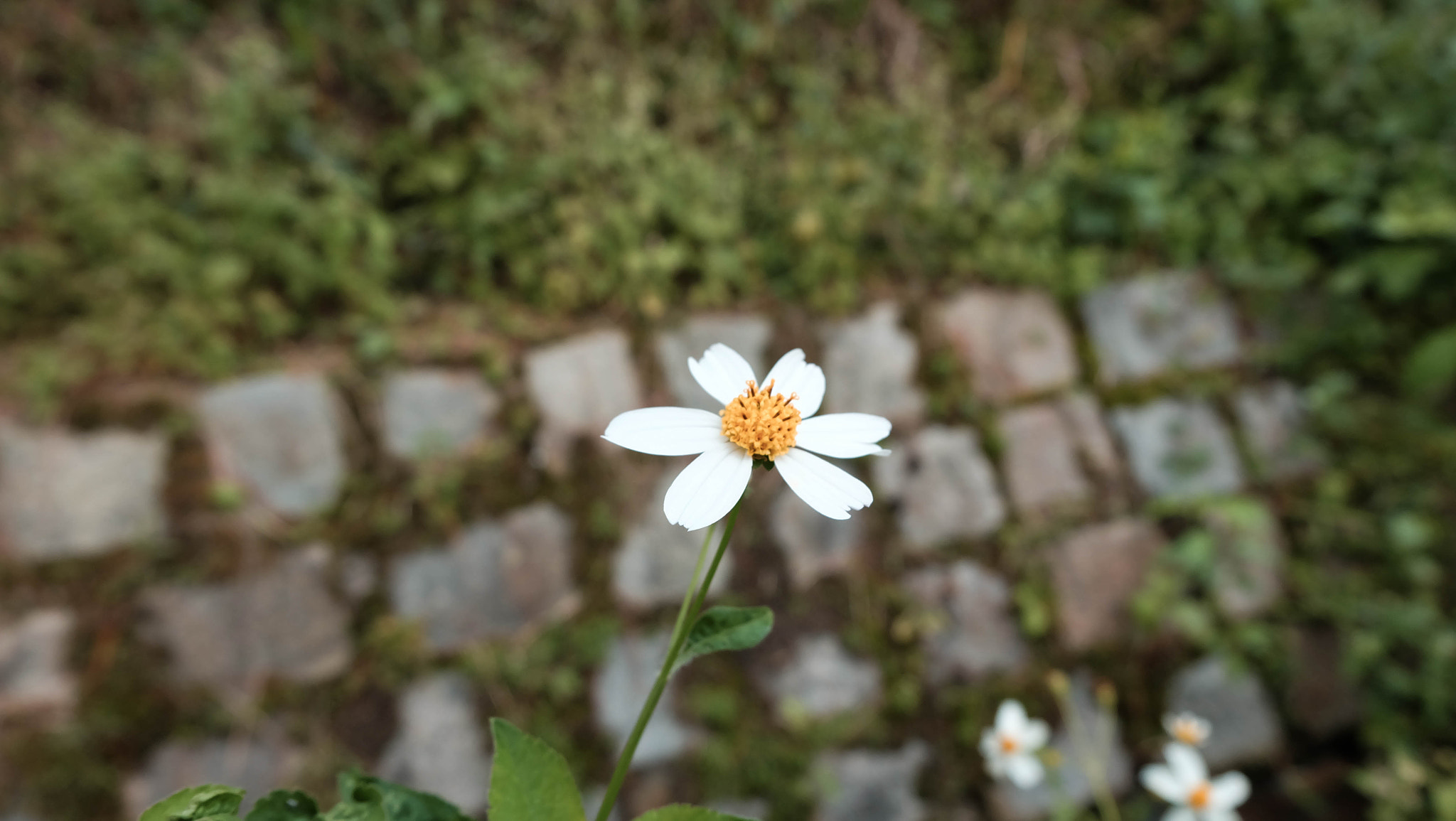 Fujifilm X-A1 + Fujifilm XC 16-50mm F3.5-5.6 OIS II sample photo. Higher photography