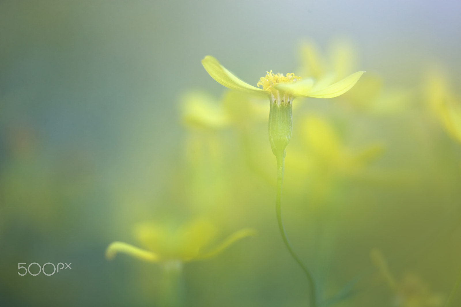 Canon EF 180mm F3.5L Macro USM sample photo. Up photography