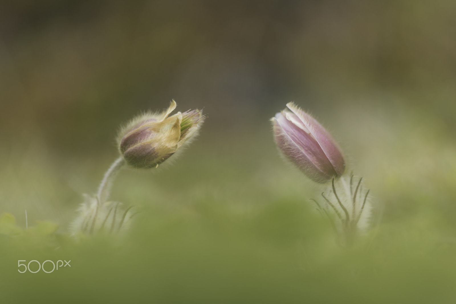 Sigma 150mm F2.8 EX DG Macro HSM sample photo. Close together (pusatilla vernalis) photography