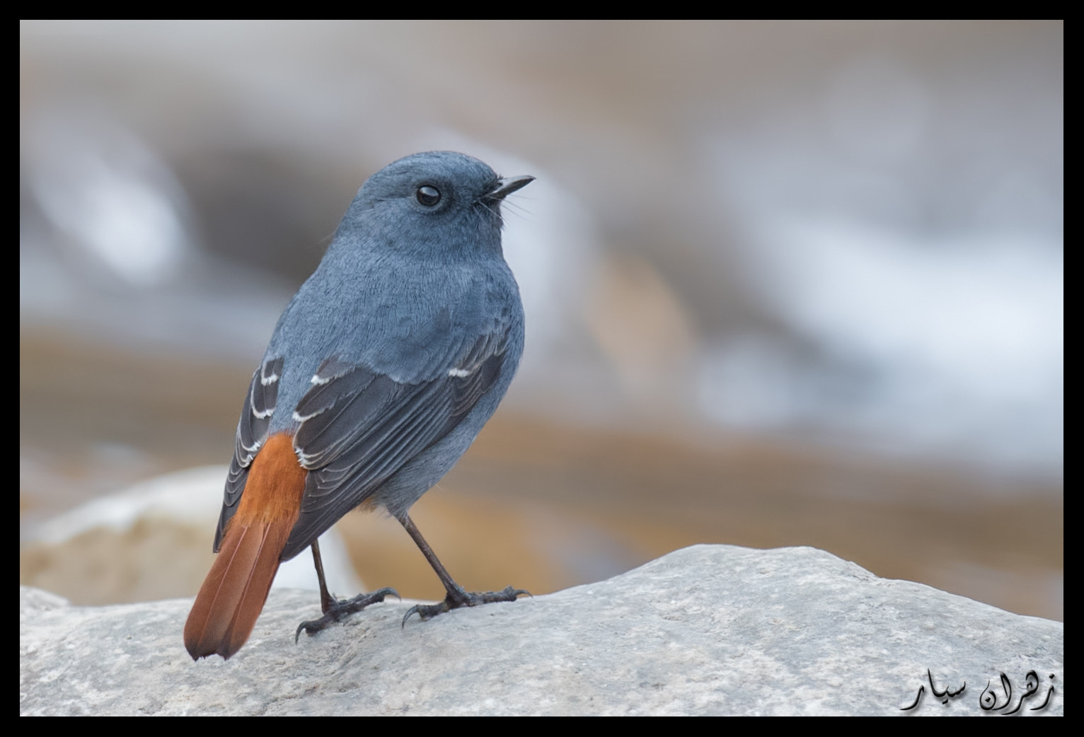 Nikon AF-S Nikkor 600mm F4G ED VR sample photo. Water redstart at water stream !! photography