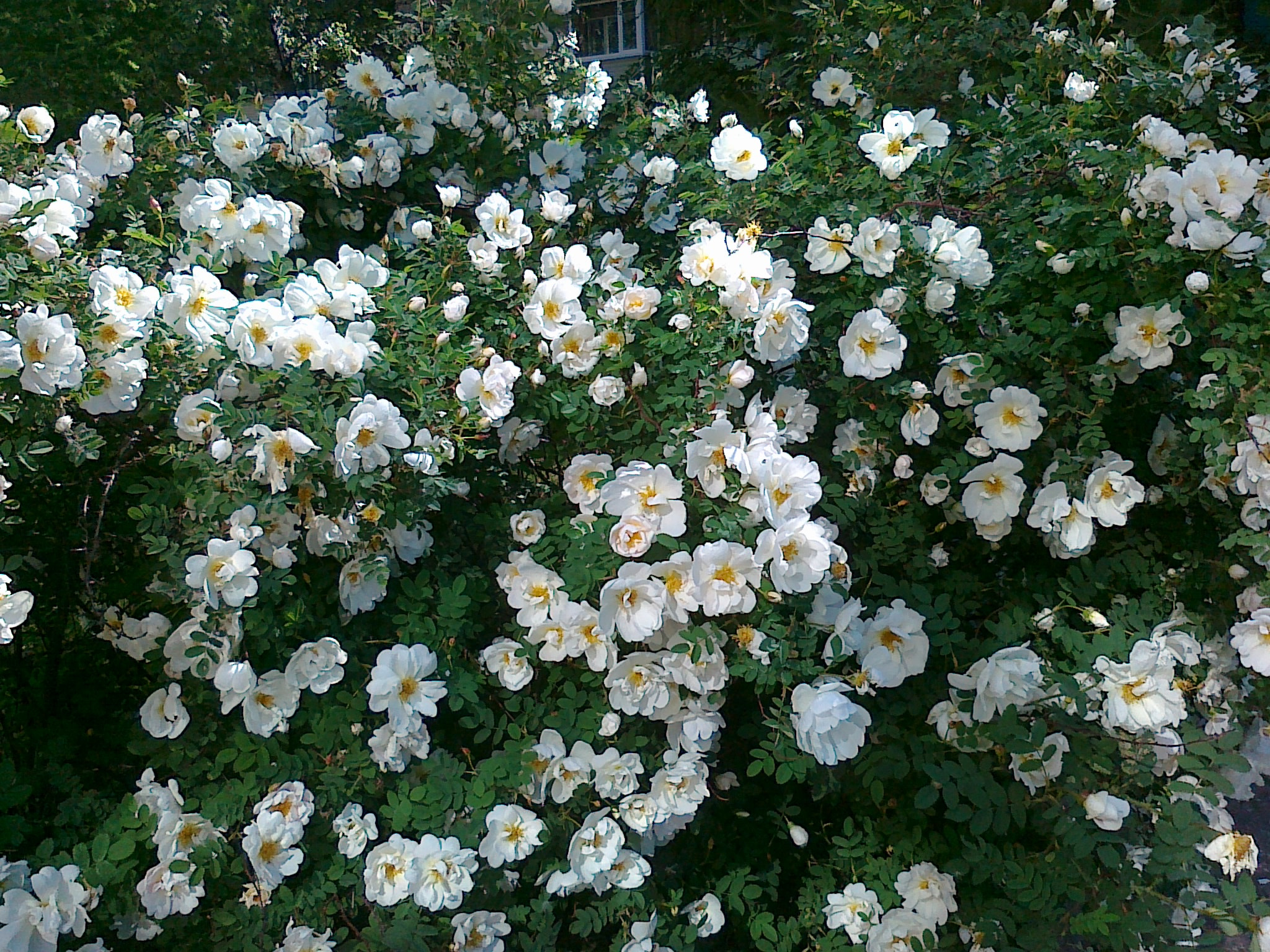 Nokia E52-1 sample photo. 12062011292.jpg photography
