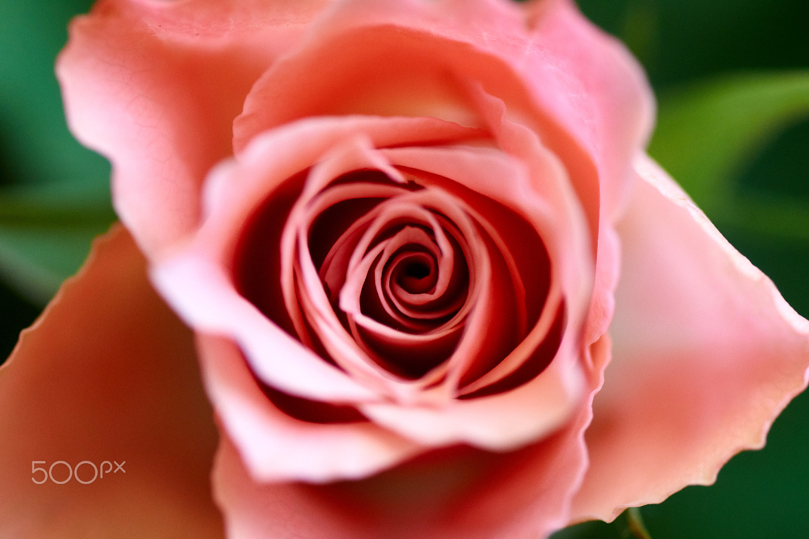 Sony SLT-A58 + Tamron SP AF 90mm F2.8 Di Macro sample photo. Lovely rose photography