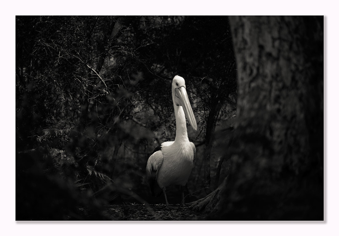 ZEISS Makro-Planar T* 100mm F2 sample photo. Birds photography