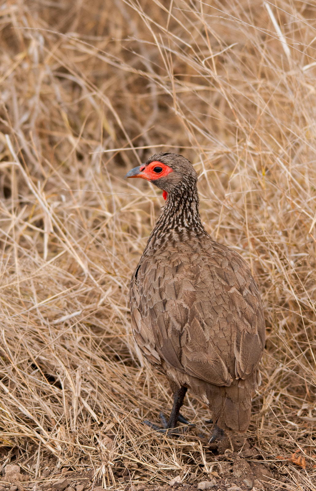 Sigma 150-500mm F5-6.3 DG OS HSM sample photo. Camouflage photography