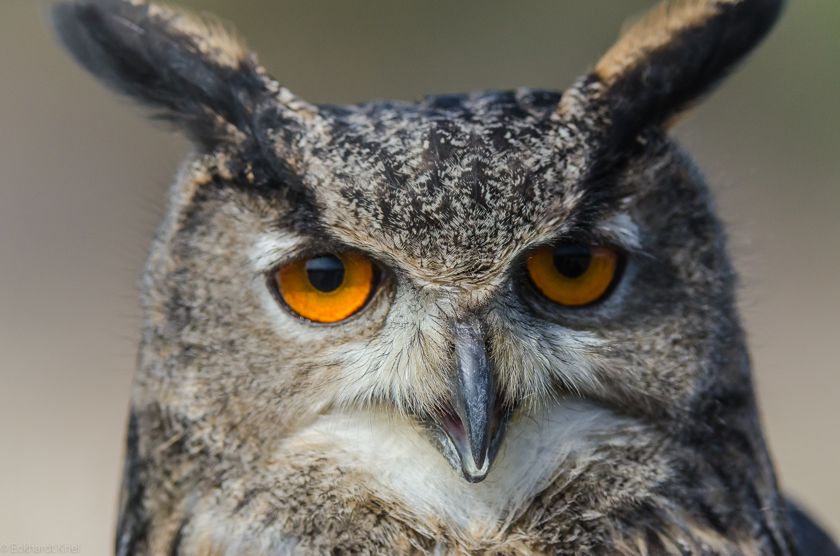 Nikon AF-S Nikkor 200-400mm F4G ED-IF VR sample photo. Portraits of an owl photography