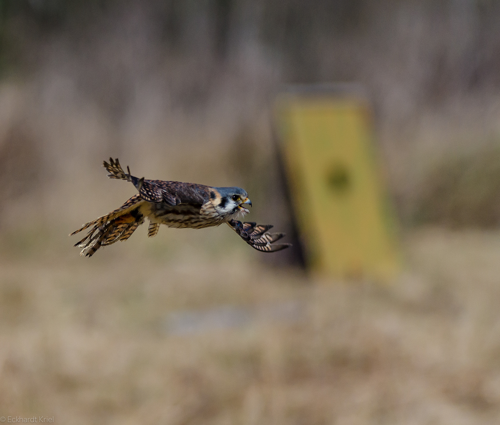 Nikon AF-S Nikkor 200-400mm F4G ED-IF VR sample photo. Portraits of an owl photography