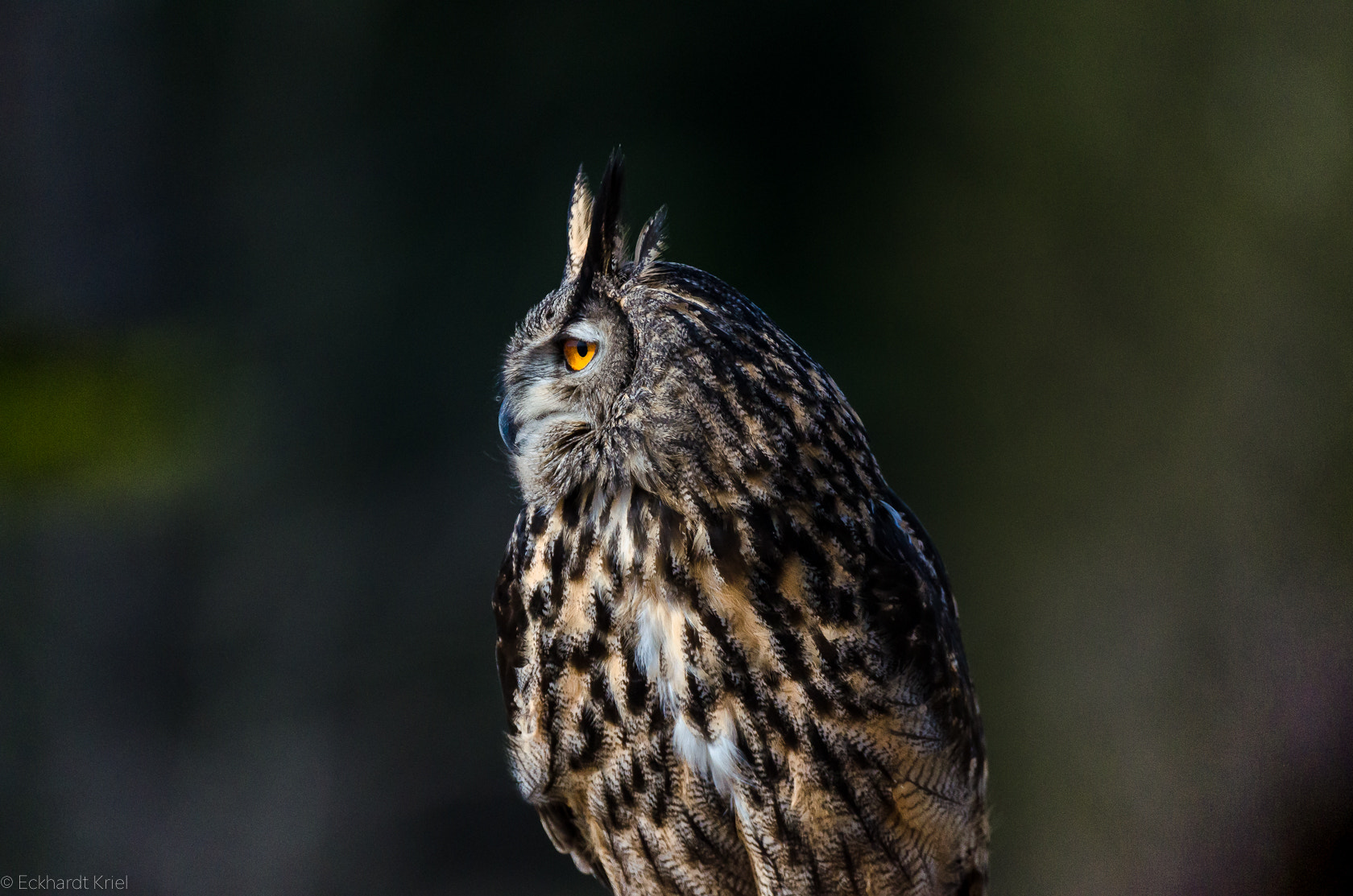 Nikon AF-S Nikkor 200-400mm F4G ED-IF VR sample photo. Portraits of an owl photography