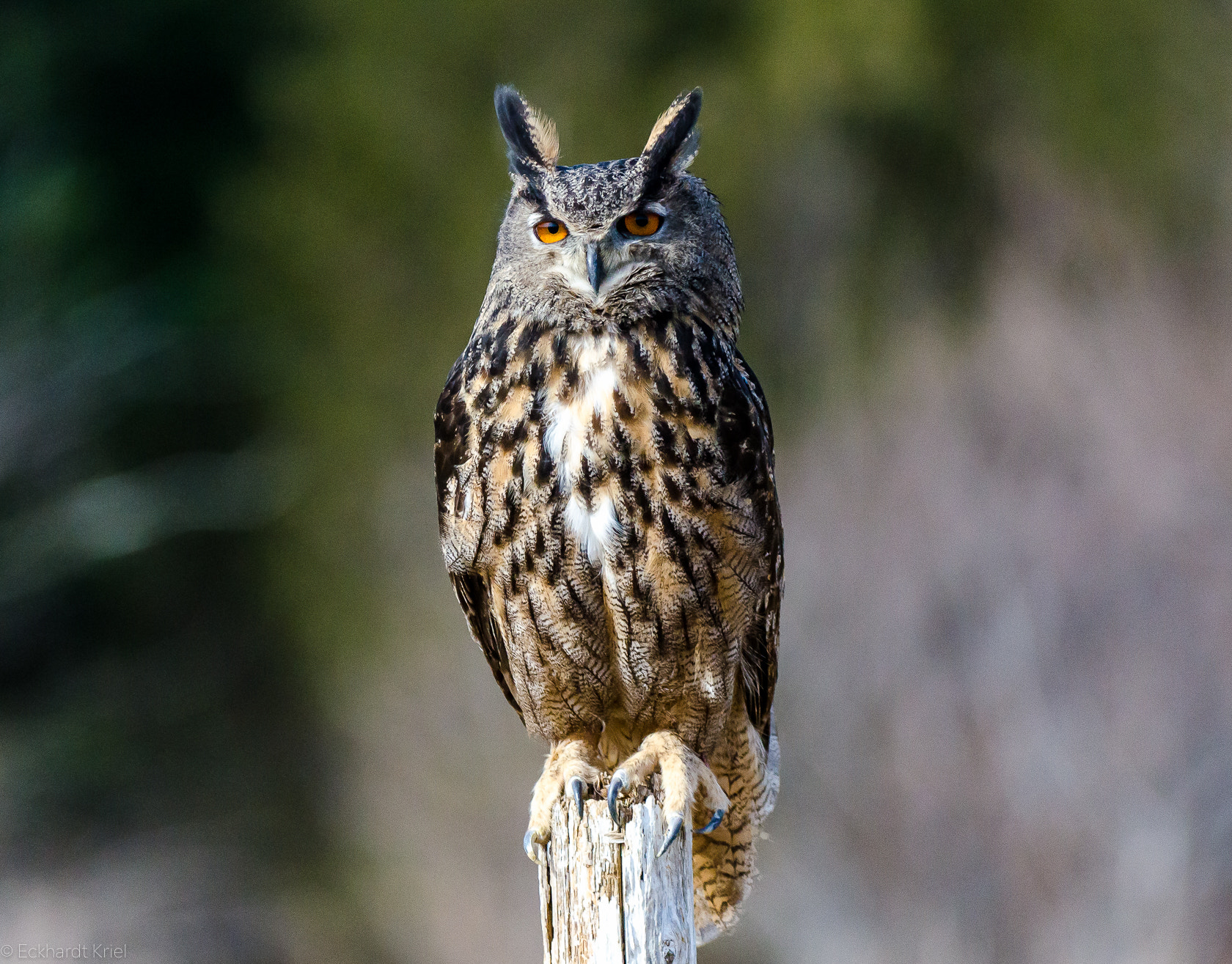 Nikon AF-S Nikkor 200-400mm F4G ED-IF VR sample photo. Portraits of an owl photography