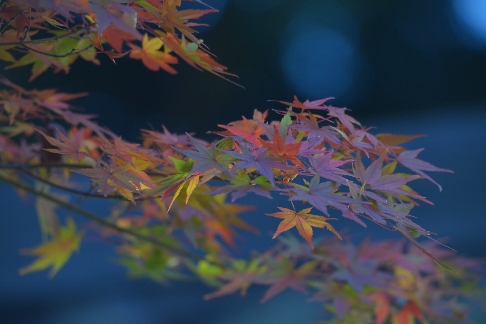 Sigma 50-500mm F4.5-6.3 DG OS HSM sample photo. Foliage photography