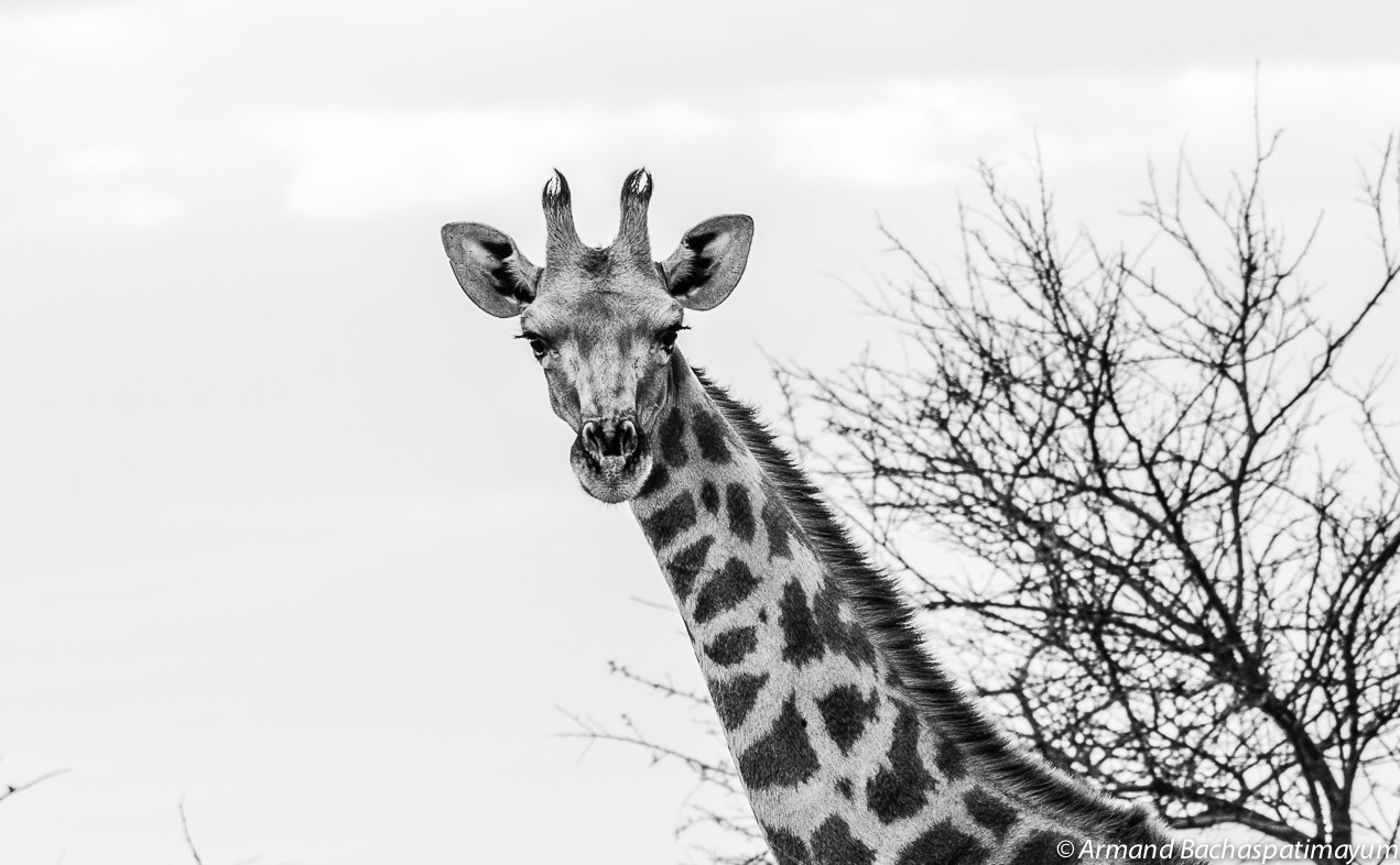 Nikon D800E + Nikon AF-S Nikkor 200-500mm F5.6E ED VR sample photo. Giraffe photography