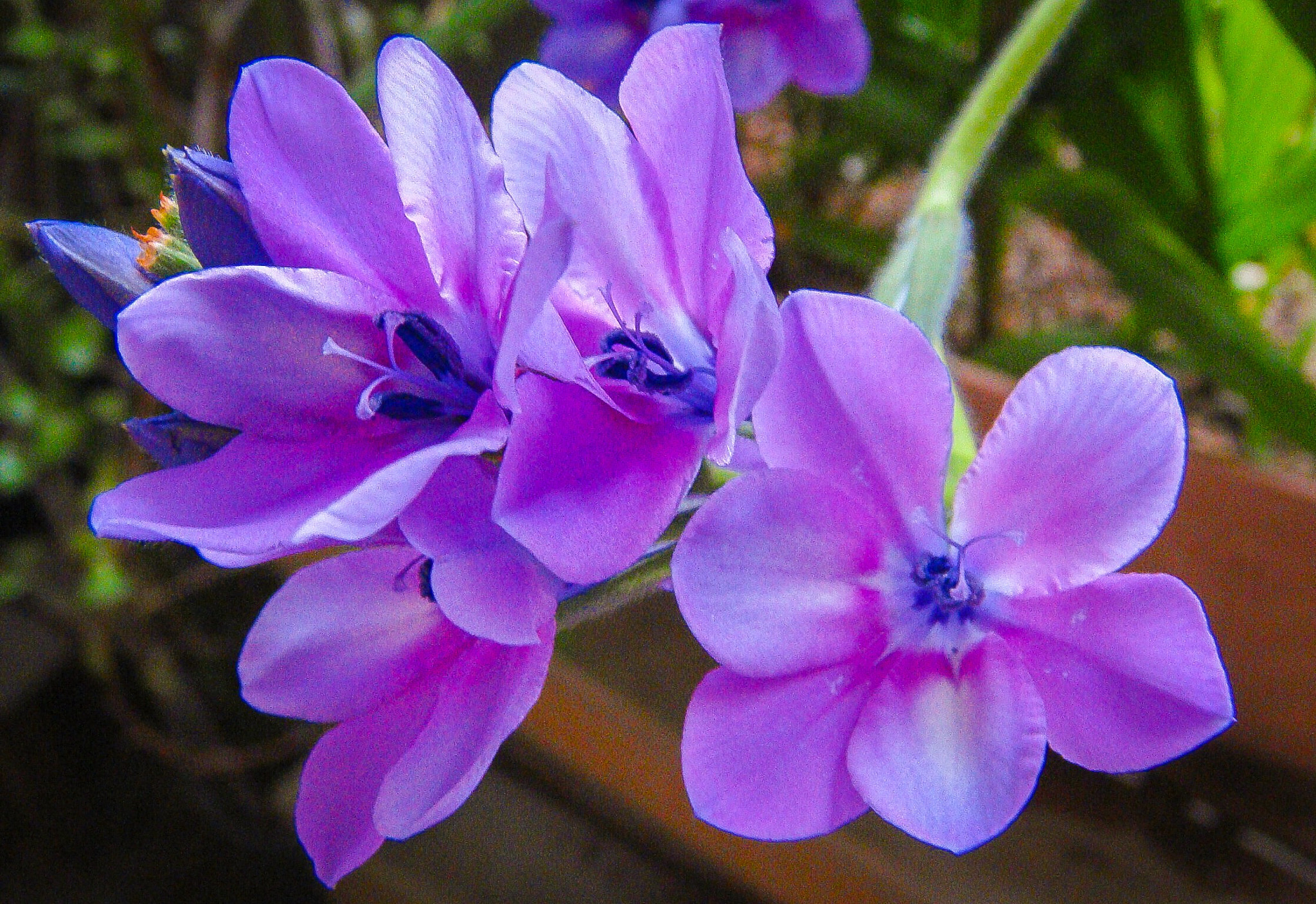 Sony DSC-T700 sample photo. バビアナ babiana photography