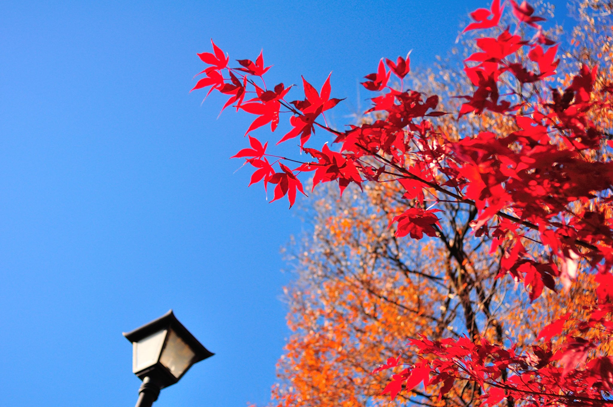 Nikon D90 + AF Nikkor 28mm f/2.8 sample photo. Red & yellow photography