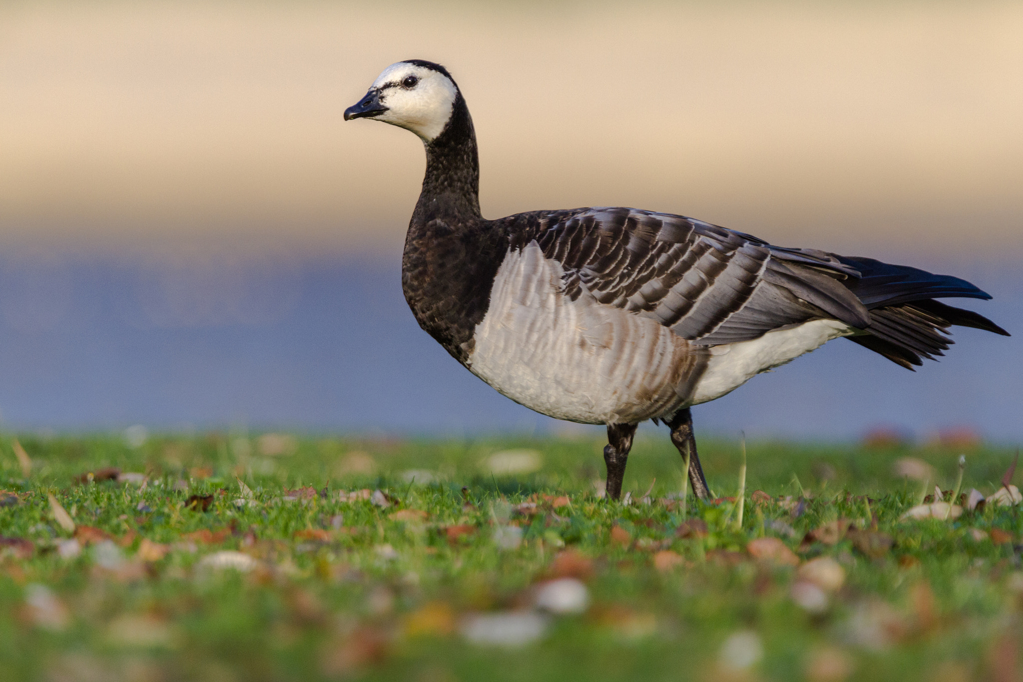 Canon EOS 7D + Tamron SP 150-600mm F5-6.3 Di VC USD sample photo. Barnacle goose photography