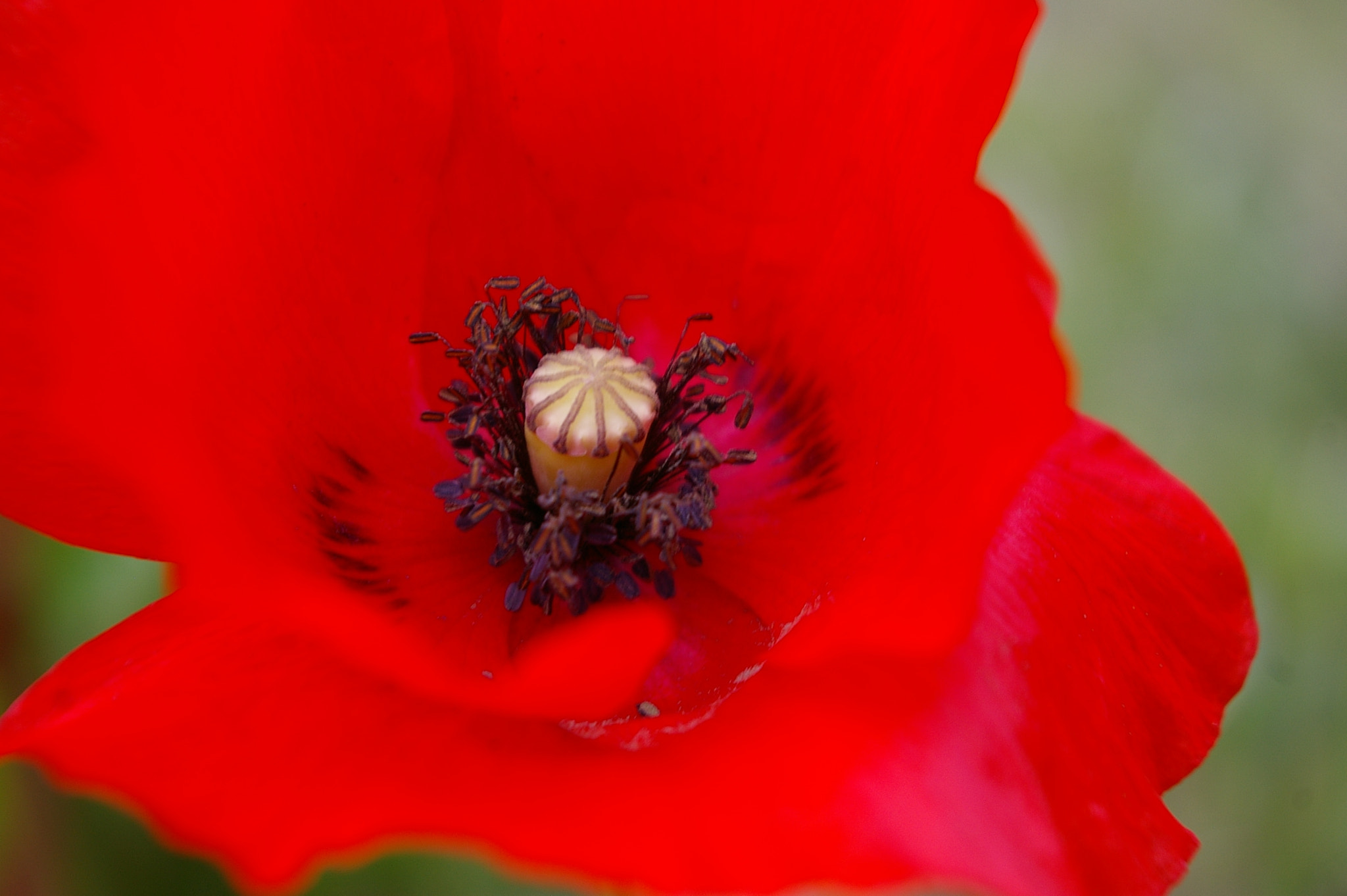 Pentax *ist DS sample photo. The red poppy photography