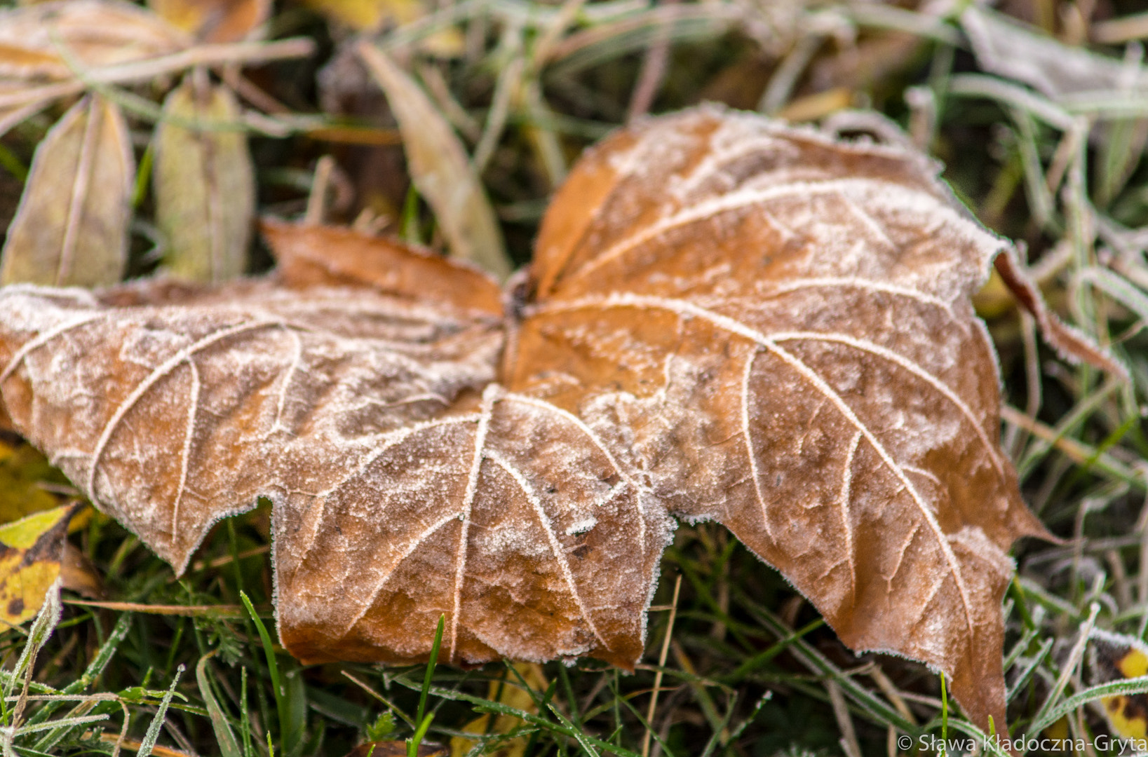 Nikon D7100 + AF Zoom-Nikkor 70-210mm f/4 sample photo. Hoarfrost photography