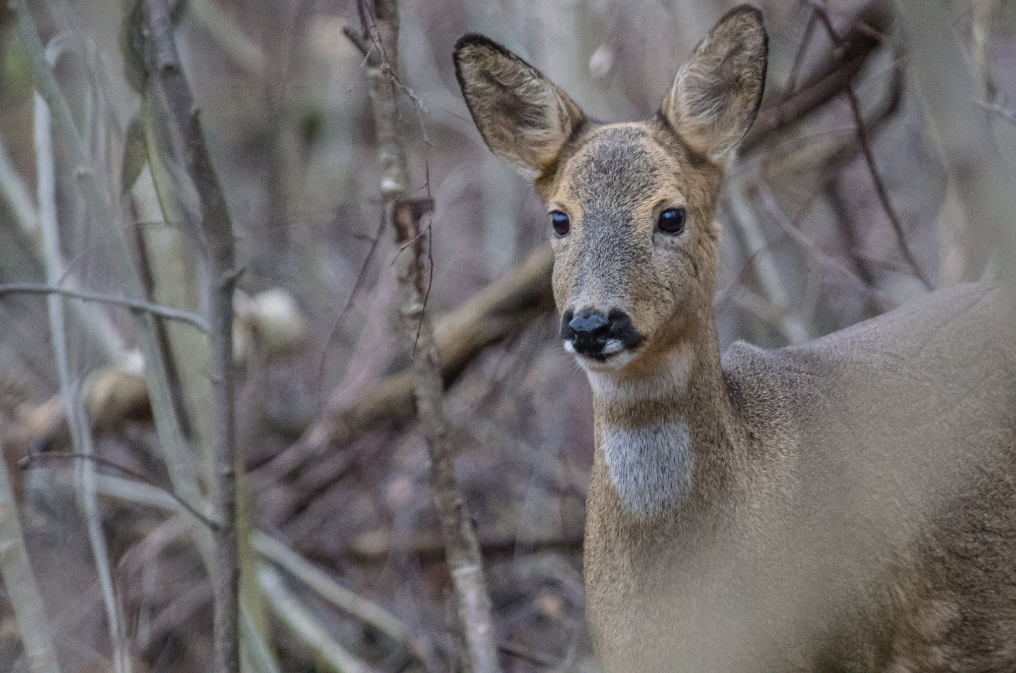 Pentax K-5 sample photo. Roe deer photography