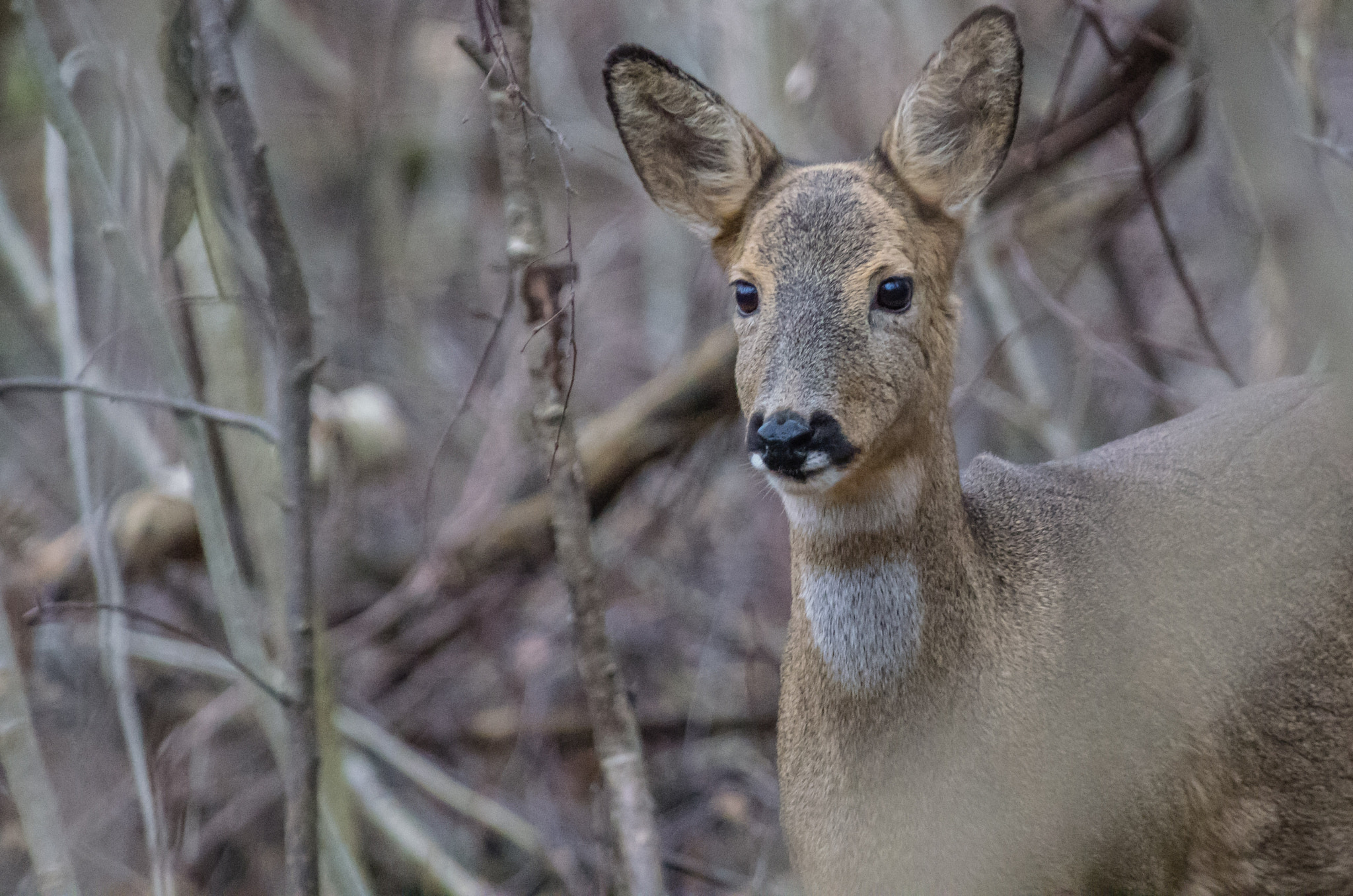 Pentax smc DA* 300mm F4.0 ED (IF) SDM sample photo. Roe deer photography
