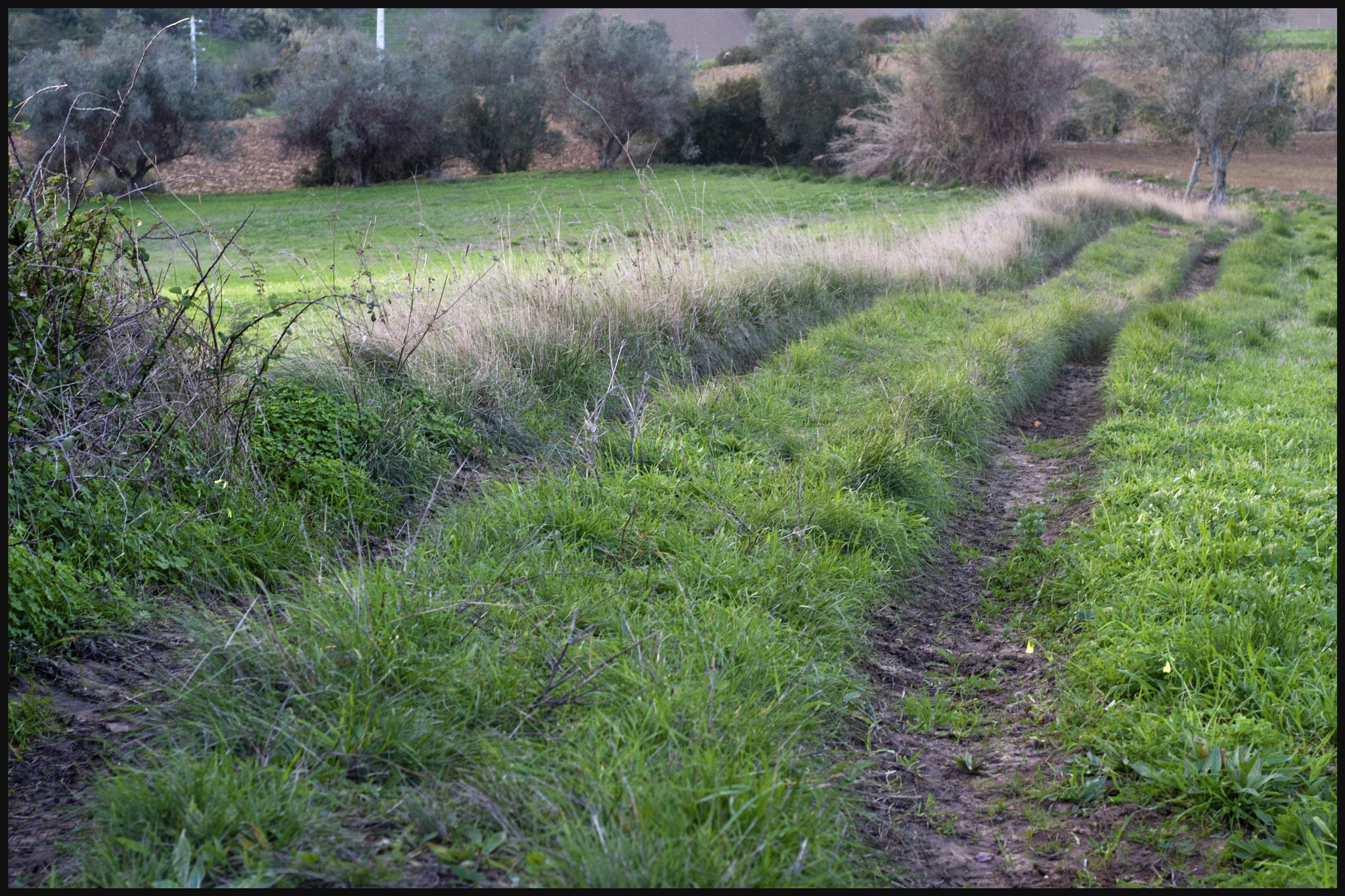 Canon EOS 30D + Canon EF 50mm F1.8 II sample photo. Pathway. photography