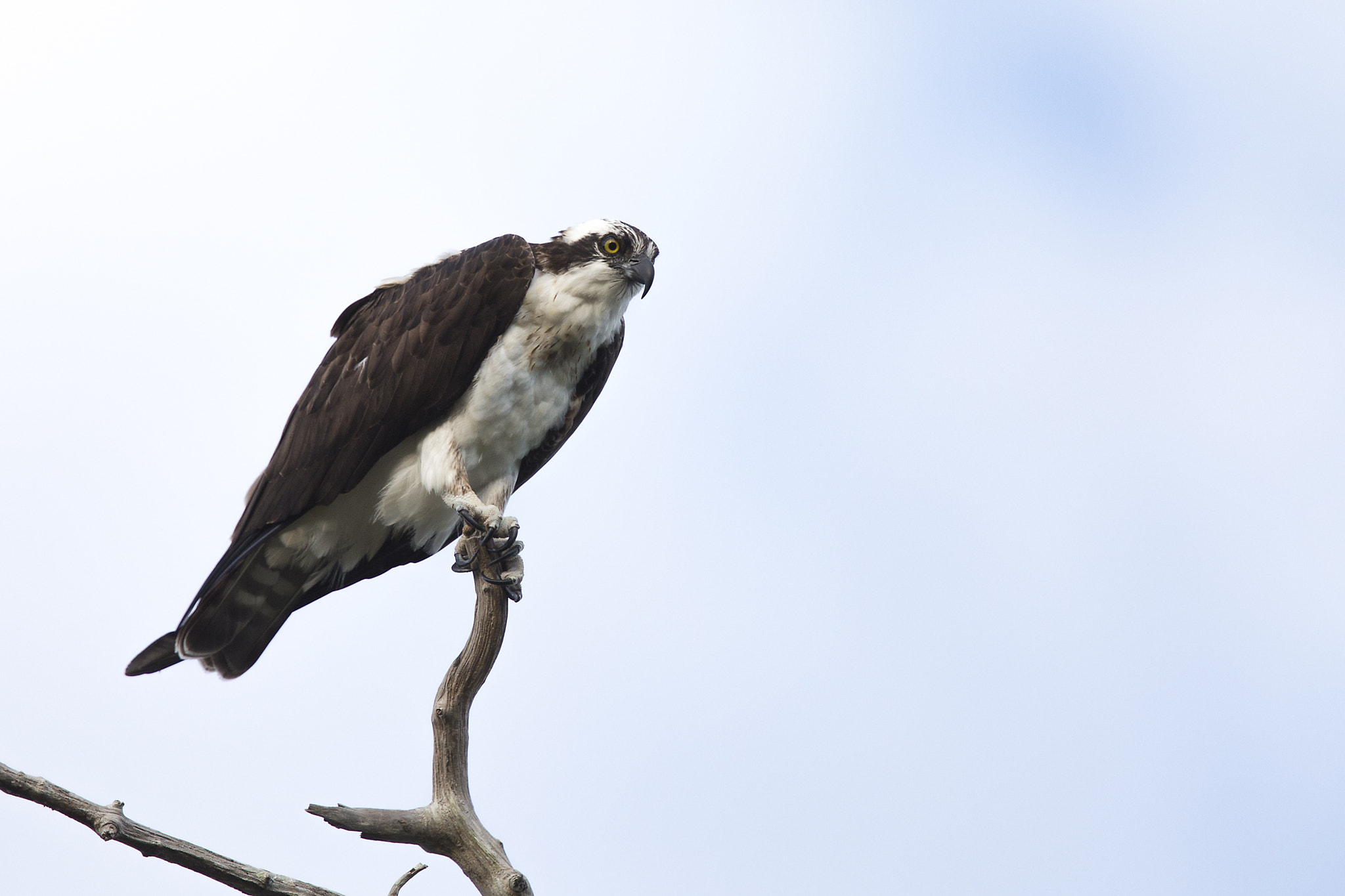 Canon EF 300mm F2.8L IS II USM sample photo. Florida osprey photography