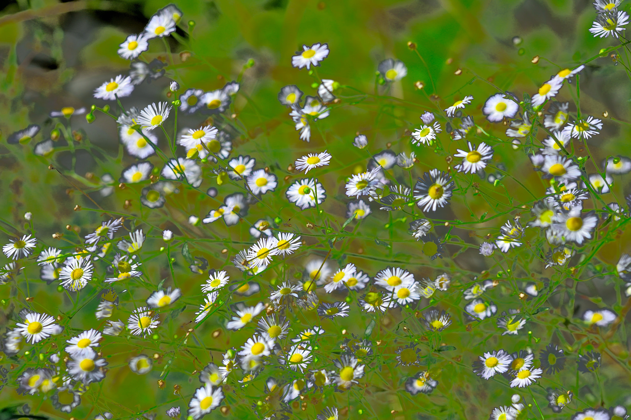 AF Zoom-Nikkor 35-135mm f/3.5-4.5 N sample photo. Flowers photography