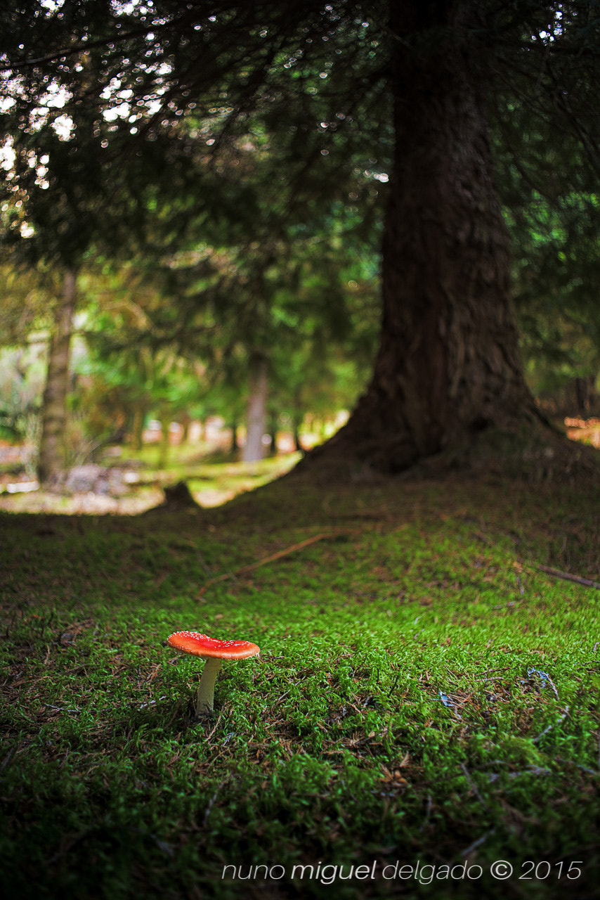 Nikon D750 + AF Nikkor 28mm f/2.8 sample photo. Into the woods i photography