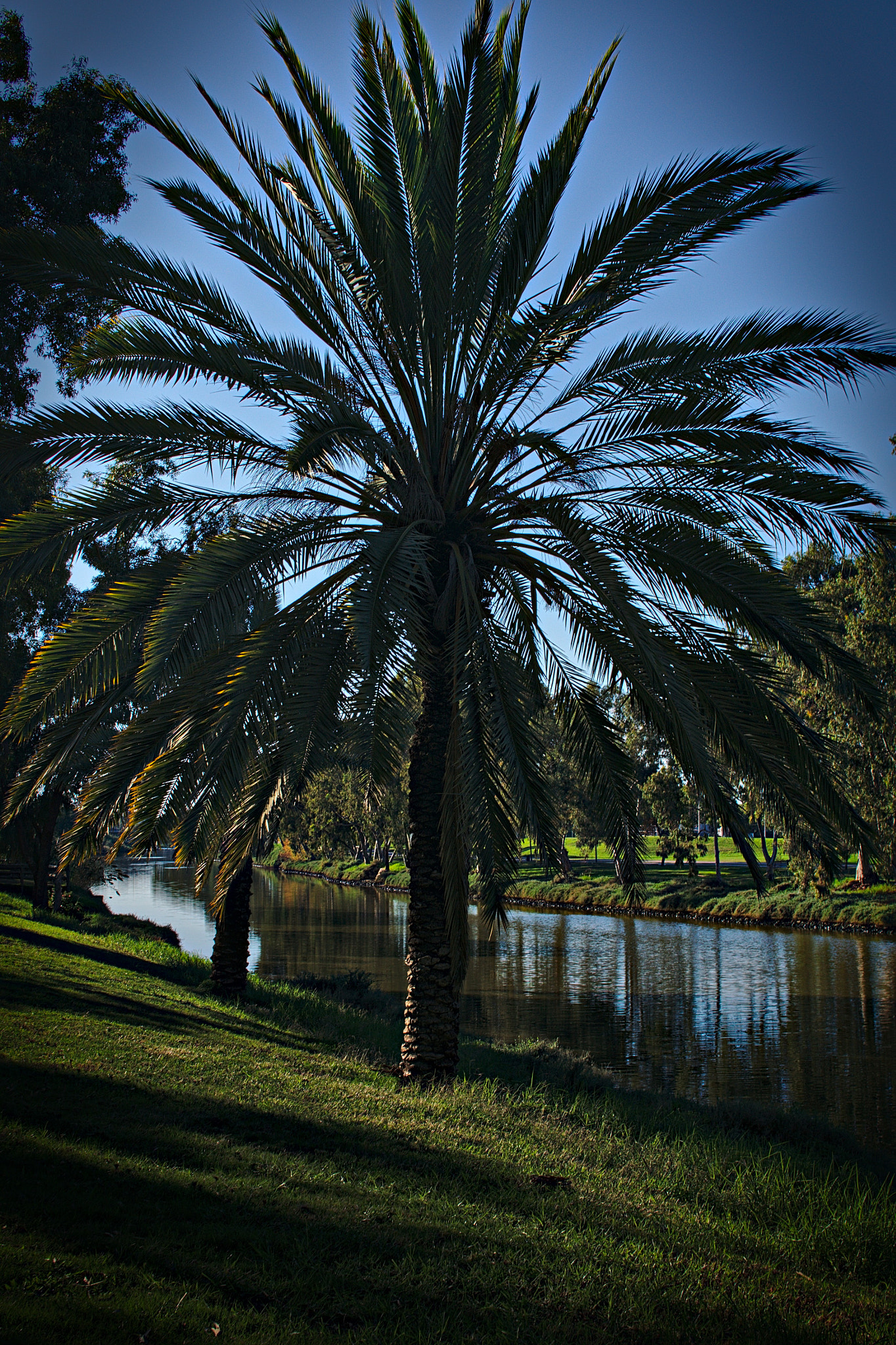 Sony Alpha NEX-5N + Sigma 30mm F2.8 EX DN sample photo. The lonely date palm photography