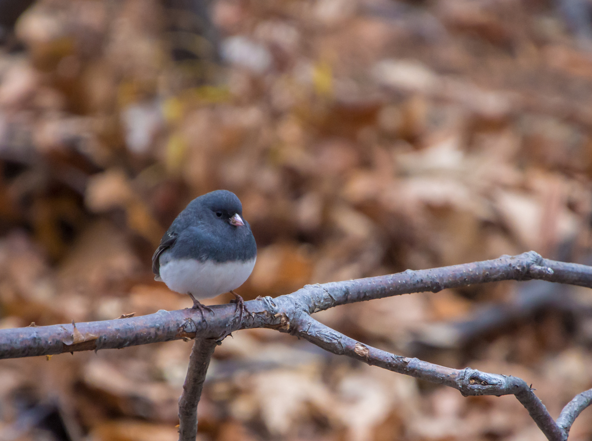 Olympus OM-D E-M5 sample photo. Dark-eyed junco photography