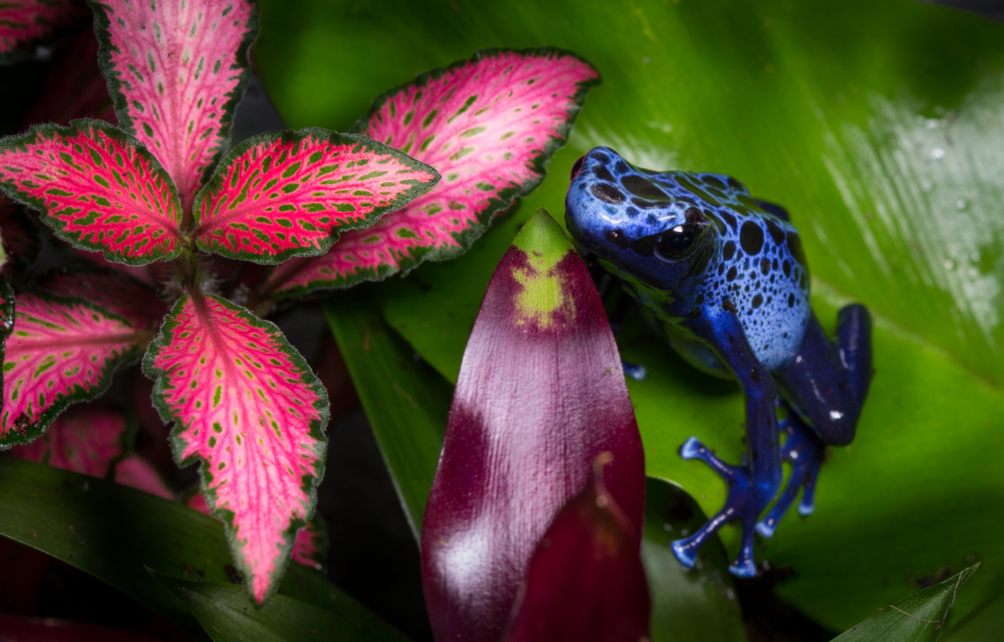 Nikon AF-S Micro-Nikkor 60mm F2.8G ED sample photo. Blue poison dart frog photography